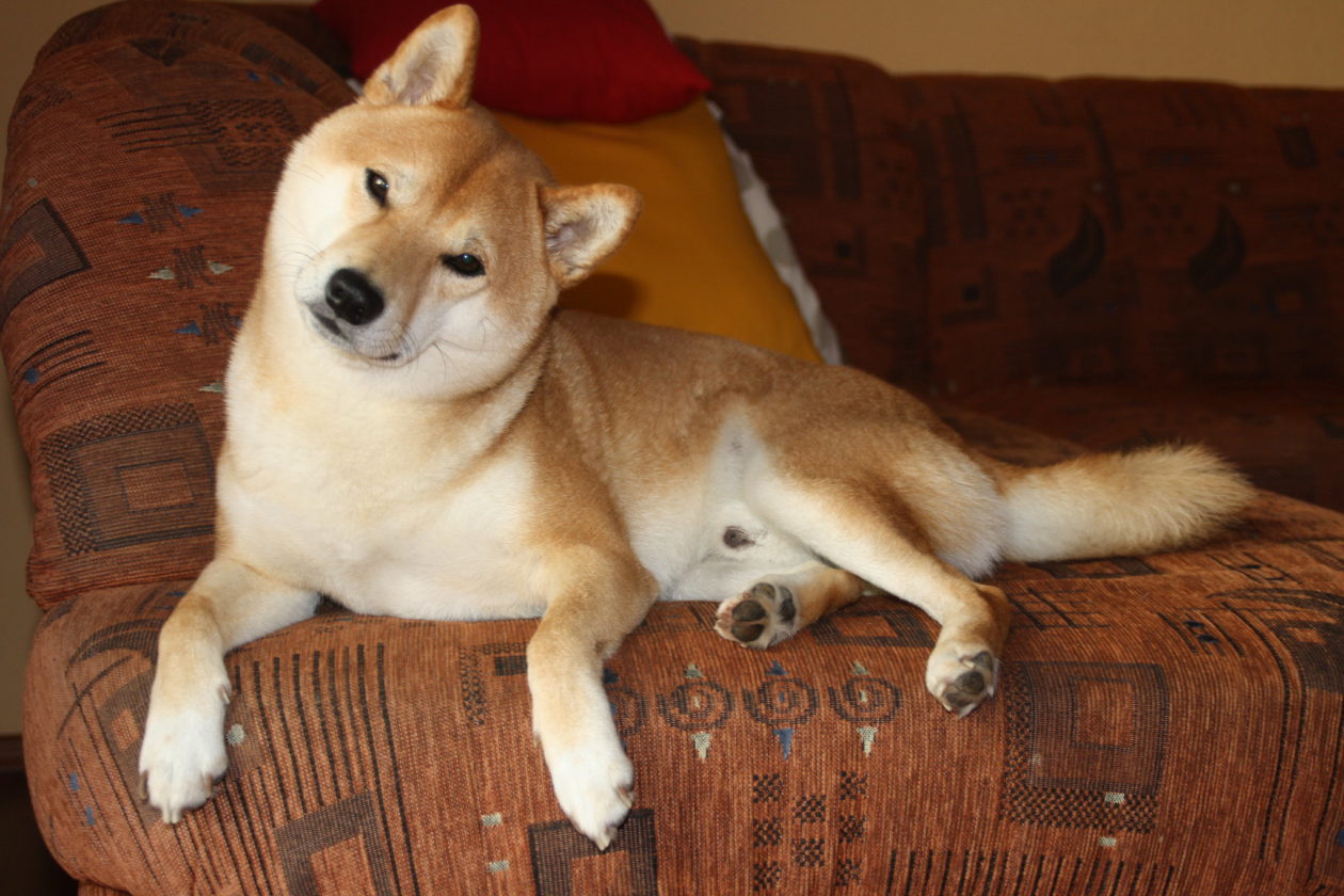 Shiba Inu creator makes brief appearance, before disappearing again